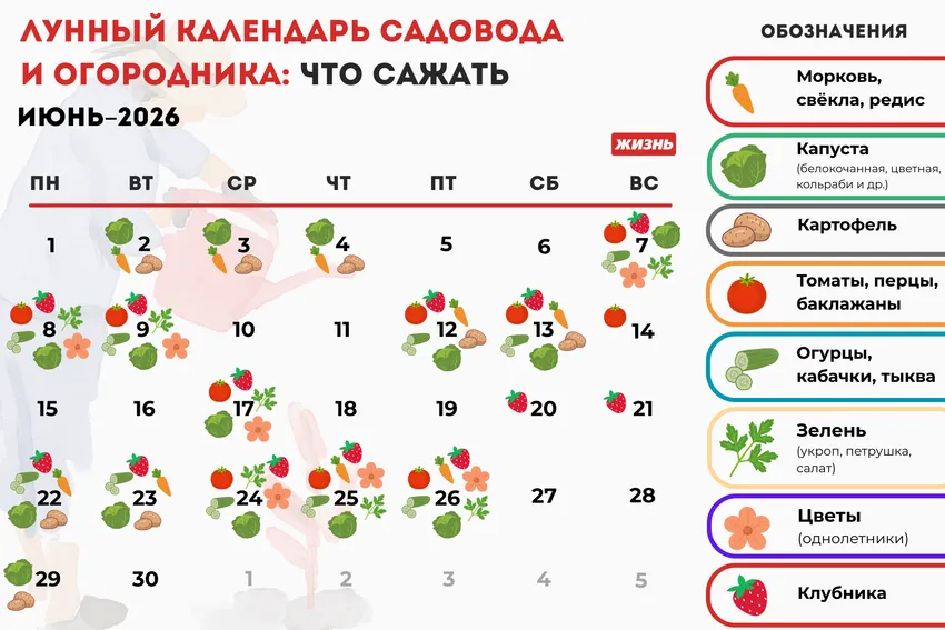 Лунный календарь садовода и огородника на июнь 2026 года: что сажать. Коллаж: Гавришева Анна