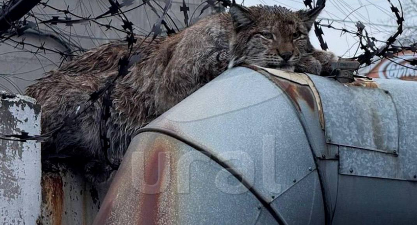 В Челябинске рысь запуталась в колючей проволоке, пробравшись на завод. Фото: t.me/url_mash