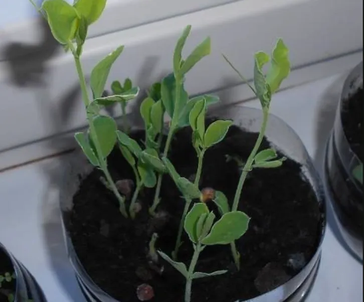 У душистого горошка стержневая корневая система