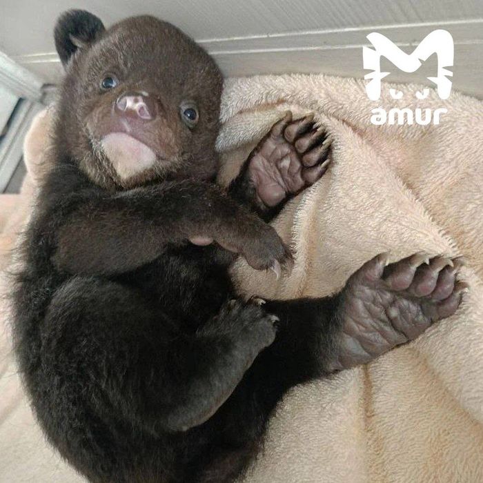 Фото: t.me/amur_mash