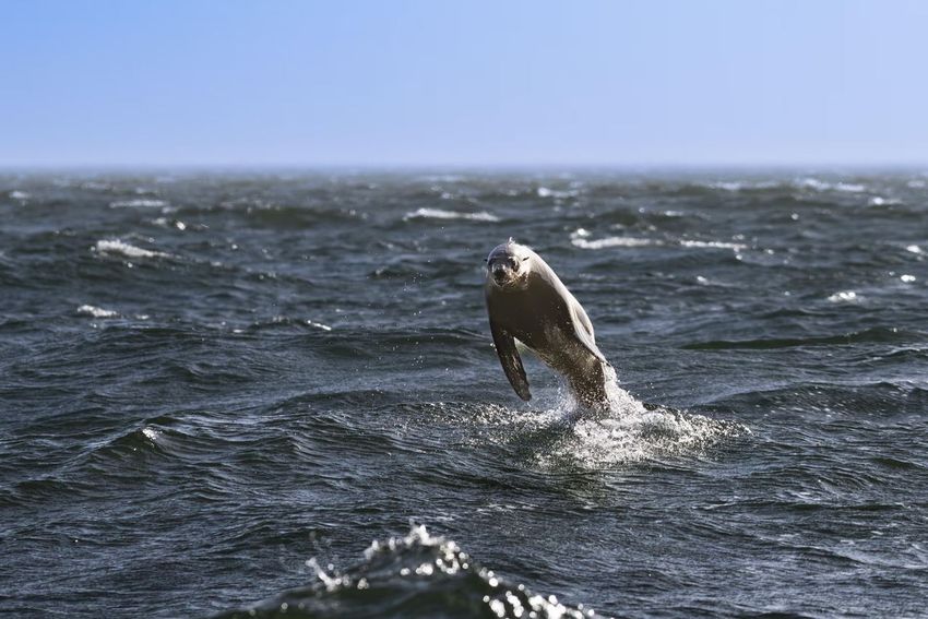 Морские котики уже нападали на людей. Фото: theguardian.com