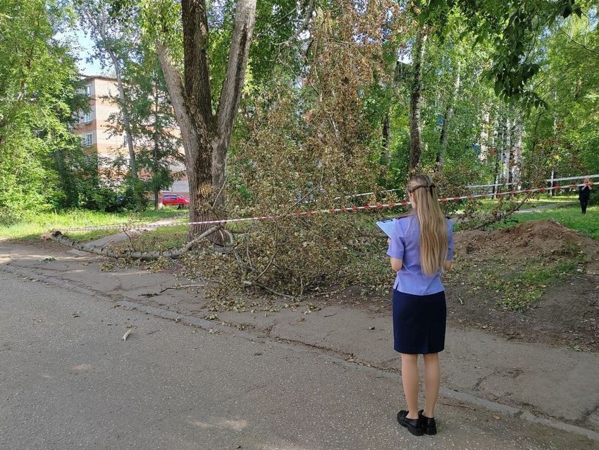 В Кировской области ветка упала на девочку на глазах у сестры и матери. Фото: vk.com/suskko