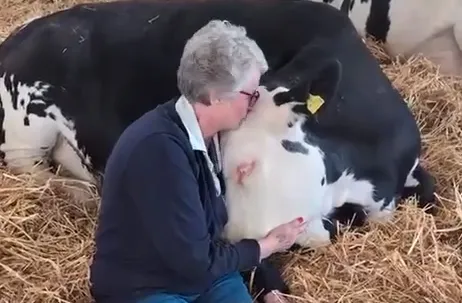 В США люди снимают стресс, приходя на терапию к фермерам, чтобы пообнимать коров. Фото: соцсети
