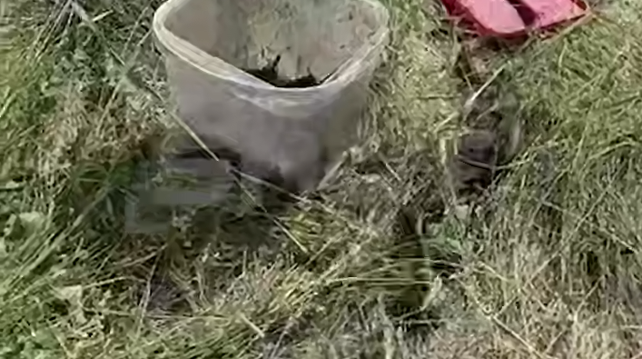 В Башкирии проворный уж попытался украсть у рыбаков их обильный улов. Фото: t.me/shot_shot