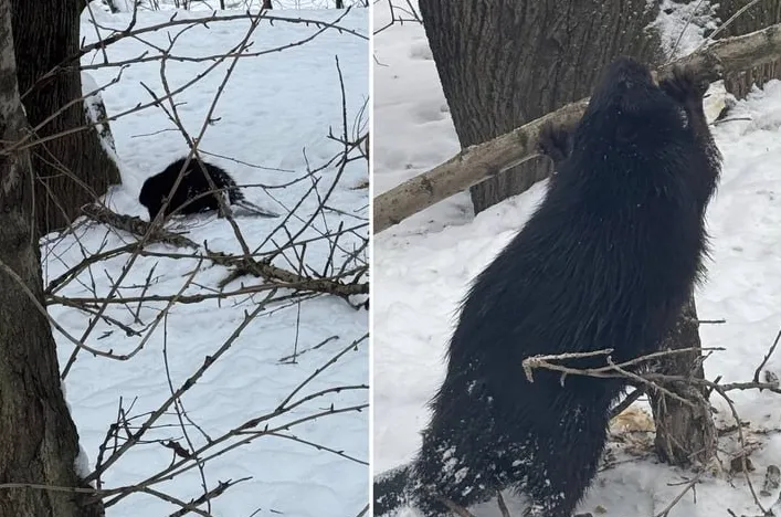 В Питере бобр шокировал жителей ЖК, начав строить хатку на реке под их окнами. Фото: t.me/mashmoyka