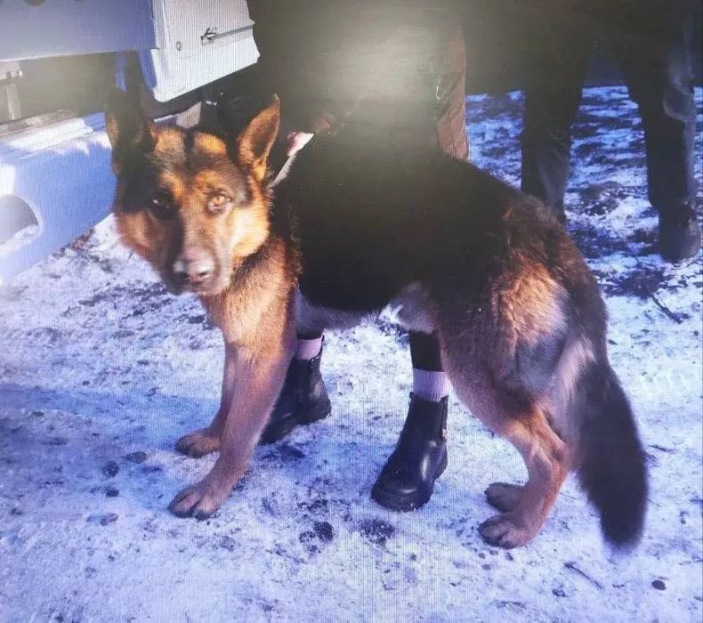 Под Красноярском хозяйке овчарки, разодравшей девочку, дали год исправработ. Фото: соцсети