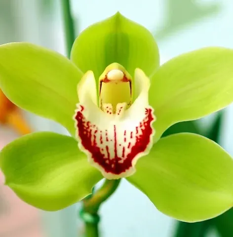 Фото: djflowers.ae