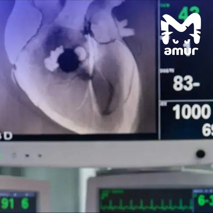 Во Владивостоке врачи спасли 42-летнего мужчину, он пережил 5 остановок сердца. Фото: t.me/amur_mash