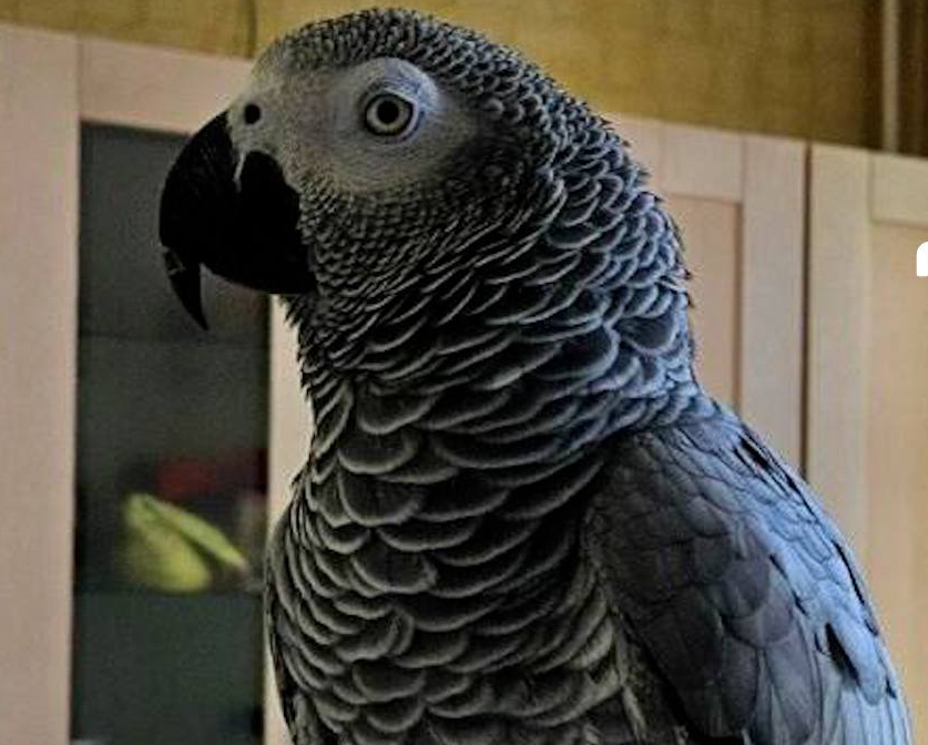 В Нижнем «объявили в розыск» двух попугаев жако за награду в 300 000. Фото: t.me/mash_nimash