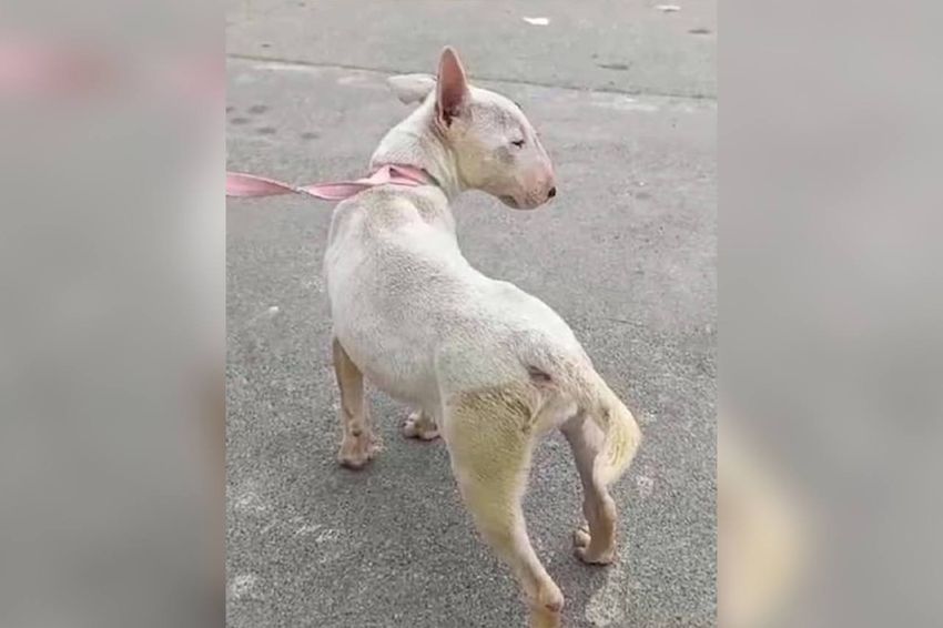 Жительница Хосты нашла своего щенка-бультерьера у соседки-живодерки спустя пять месяцев поисков. Фото: t.me/kub_mash