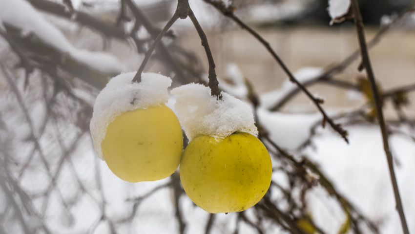 В ноябре главной целью садовника является помощь деревьям и кустарникам в том, чтобы благополучно пережить зиму. Фото: freepik.com