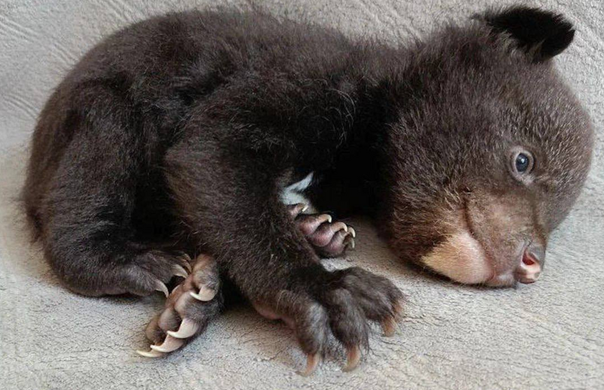 В Хабаровском крае случайно нашли в берлоге брошенного кроху-медвежонка. Фото: t.me/amur_mash