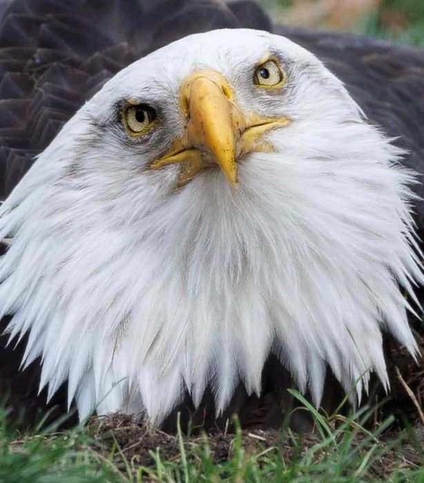 Мёрфи высиживает камень. Фото: World Bird Sanctuary / Facebook (запрещен в РФ)