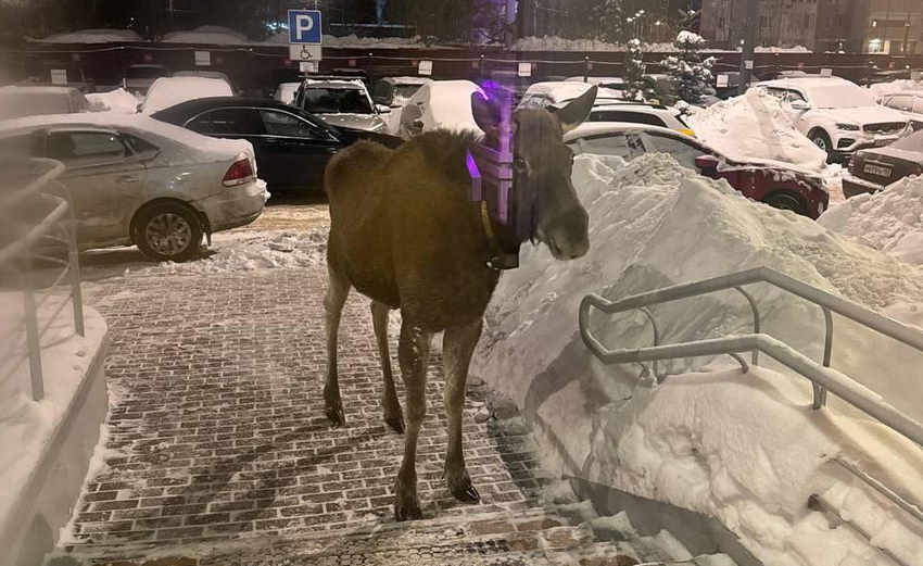 В Подмосковье из-за вырубки лесов началось нашествие лосей, которые пугают людей. Фото: @breakingmash