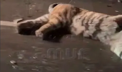 Под Хабаровском выскочивший на дорогу тигр погиб, попав под колеса четырех машин. Фото: t.me/amur_mash