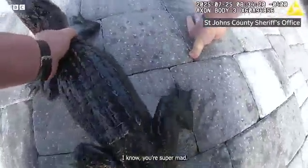 В США полицейский голыми руками вытащил крокодила из частного бассейна. Фото: bbc.co.uk