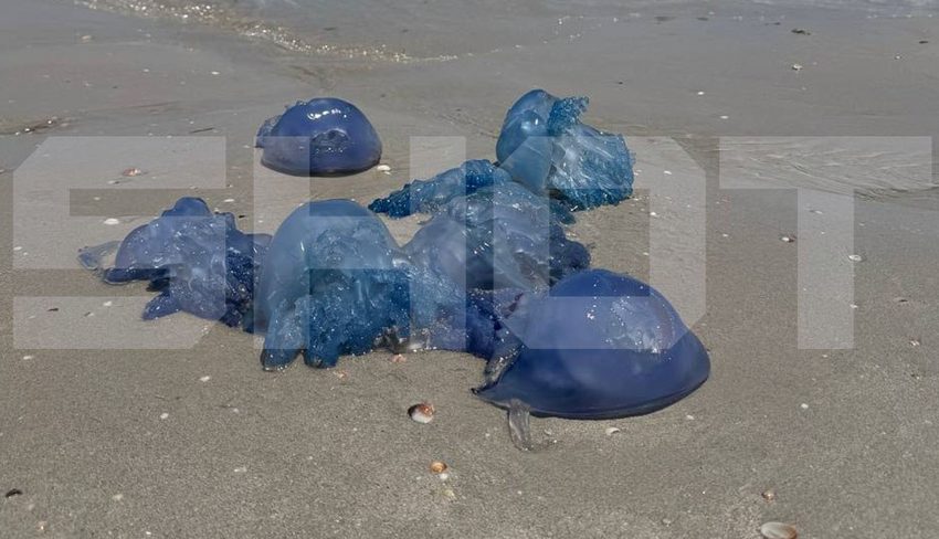 Россияне лишились отдыха в Тунисе из-за наплыва больших и ядовитых синих медуз. Фото: t.me/shot_shot