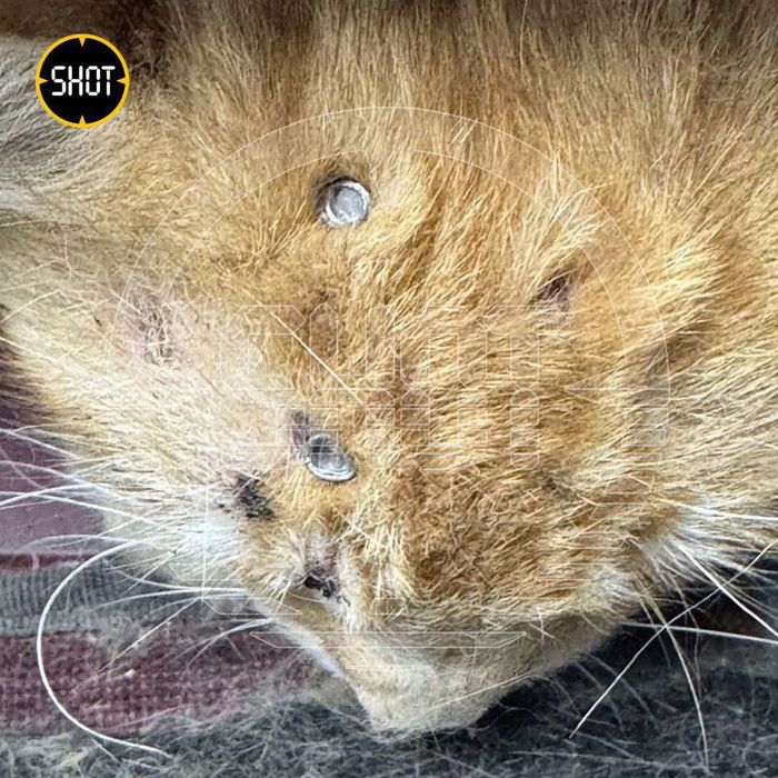 Ветеринары рассказали о нескольких похожих случаях. Фото: @t.me/shot_shot