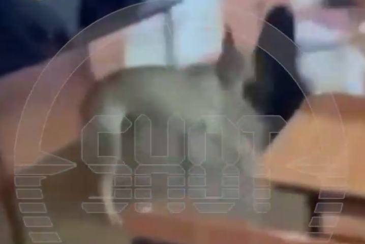 Во Владикавказе бешеный пес ворвался в академию и искусал четырех студентов. Фото: t.me/shot_shot