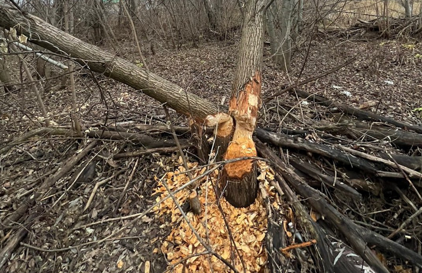 В Ишимбае бобры устроили потоп, построив плотину прямо в городе и перекрыв трубы. Фото: t.me/mash_batash