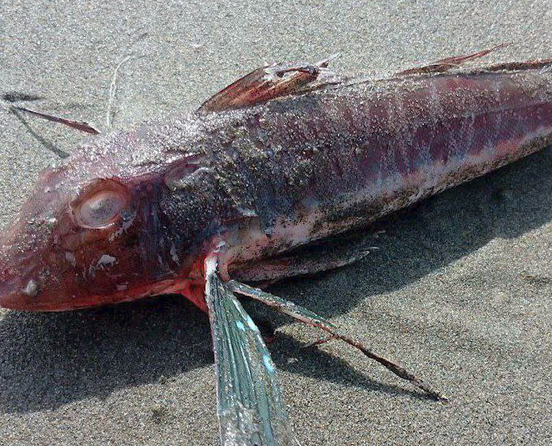 На Сахалине рыбак нашел редкую тропическую рыбу, которая там не водится. Фото: t.me/amur_mash