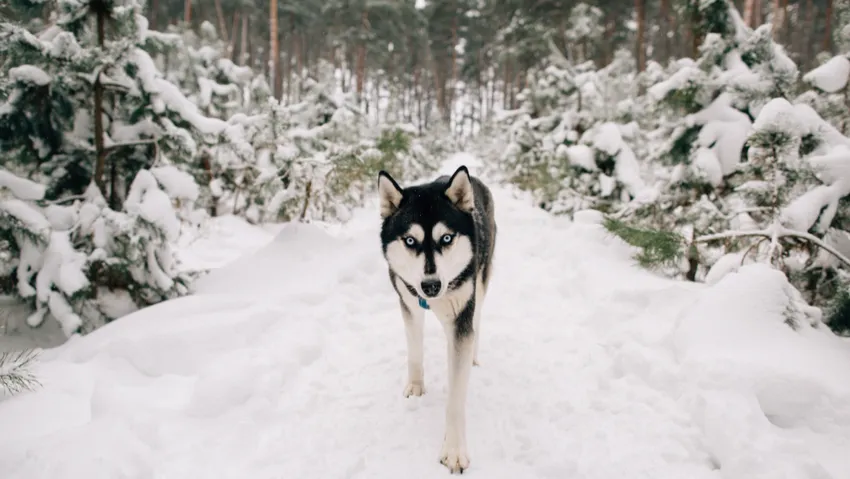 Сибирский хаски. Фото: freepik.com