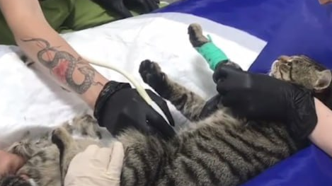 В Евпатории кот, выступавший сидя на голове уличного музыканта, потерял хозяина.Фото: t.me/mash_na_volne