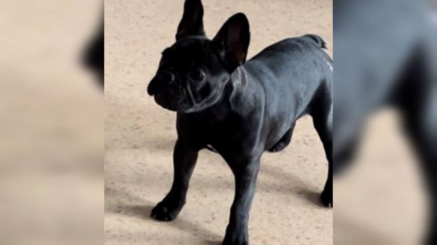 Украденный черный Гризли. Фото: @t.me/mashmoyka