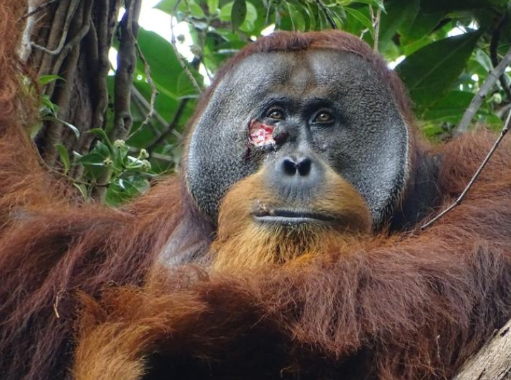 Биологи из Германии и Индонезии заметили, что орангутан по имени Ракус с острова Суматра обрабатывает себе рану с помощью растения. Фото: eurekalert.org