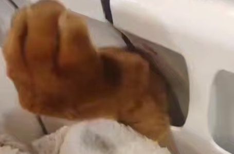 В Новосибирске сотрудники МАСС спасли кота, который застрял лапой в батарее. Фото: t.me/mash_siberia