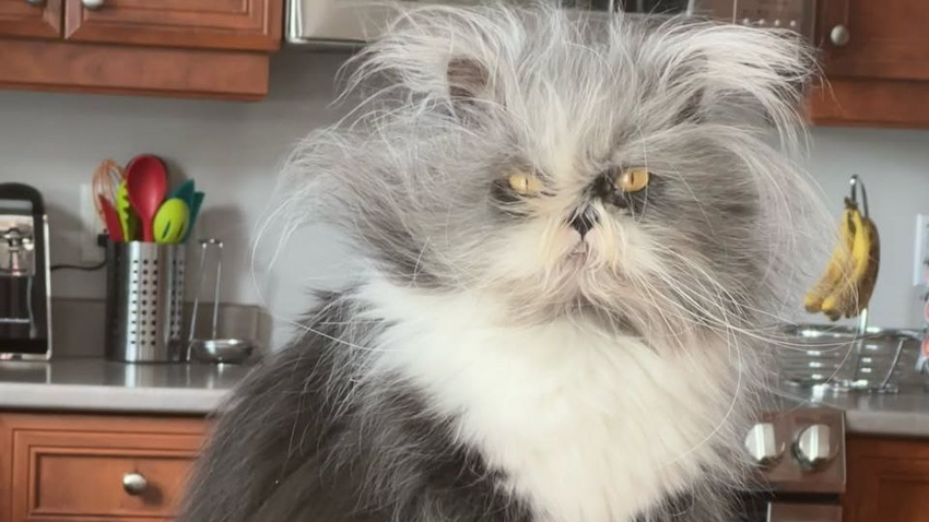 Найден самый пушистый кот в мире: он болеет гипертрихозом и похож на Чубаку. Фото: соцсети