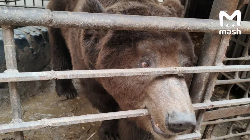 На Урале медведь живет на попечении пенсионерки - его хозяин пропал на фронте. Фото: @breakingmash