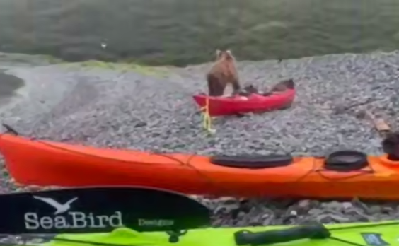 На Камчатке банда медвежат с мамой во главе попыталась украсть каяк. Фото: t.me/amur_mash