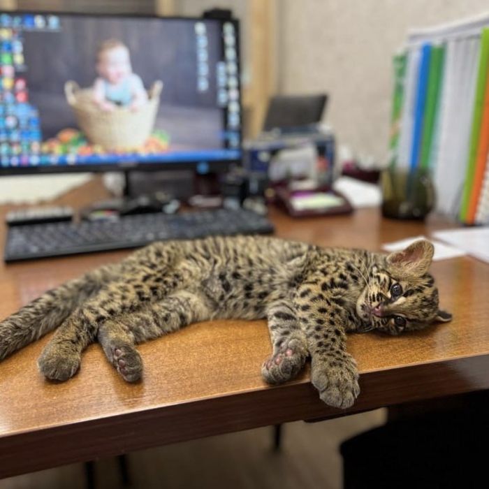 Сотрудница зоопарка спасла котёнка мраморной кошки. Фото: vk.com/novosibirsk_zoo