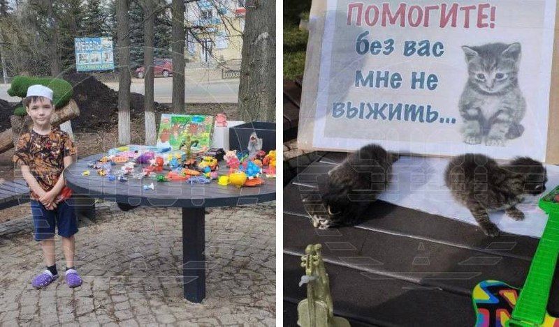 В Башкортостане нашелся 9-летний школьник с добрым сердцем, который продает собственные игрушки, а на вырученные деньги покупает голодным животным еду. Фото: t.me/shot_shot