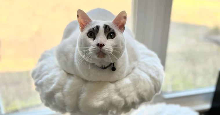 Кот Сквид. Фото: Инстаграм (запрещен в РФ) @squidy.cat