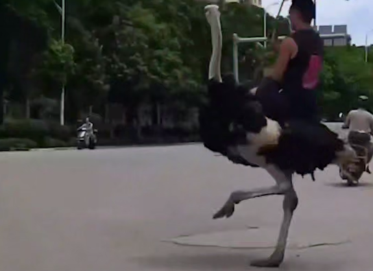 В Китае мужчина приручил страуса и ездит на нем со скоростью 70 км в час. Фото: t.me/shot_shot