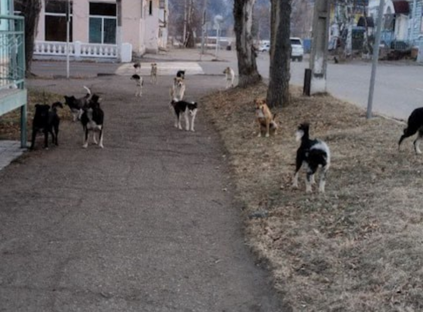 В Приморье стая дворняг чуть не разорвала школьниц возле здания администрации. Фото: t.me/amur_mash