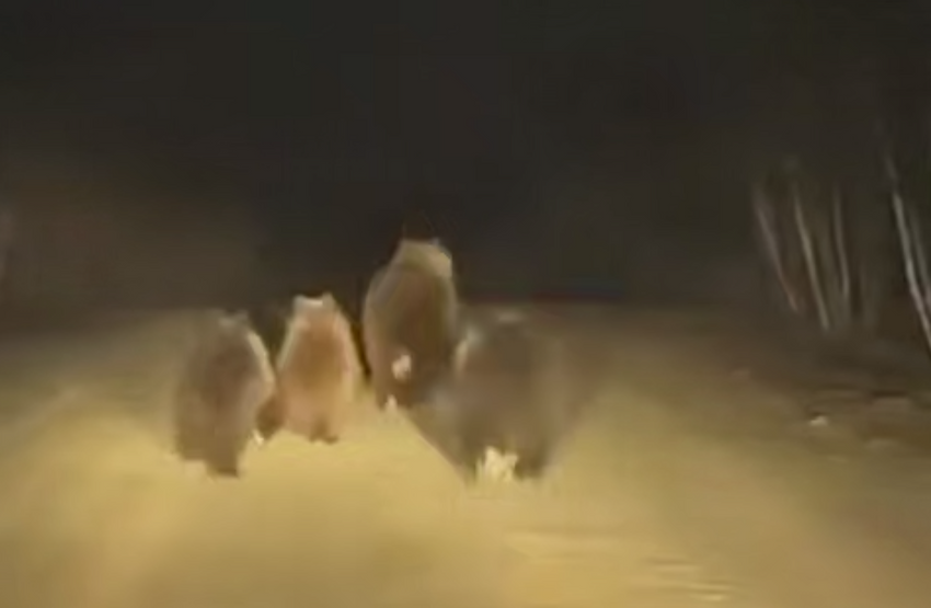 В Башкирии семейка из четырех медведей устроила переполох на федеральной трассе. Фото: соцсети