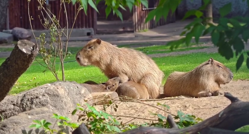 Фото: @Moscowzoo_official