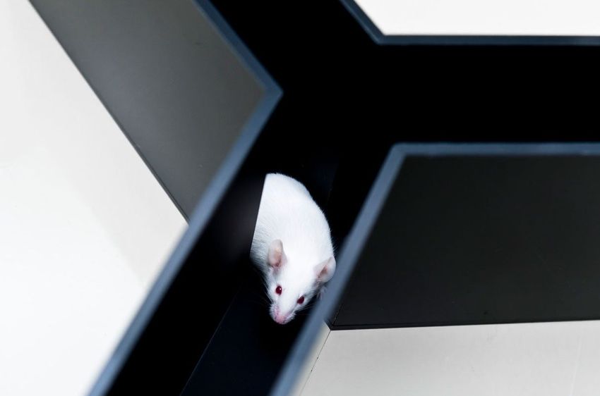 Мышь, которую заразили Альцгеймером ученые. Фото: science.org