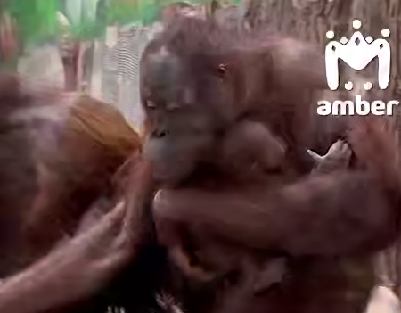 В зоопарке Калининграда пара орангутанов стала родителями — у них родился сын. Фото: t.me/amber_mash