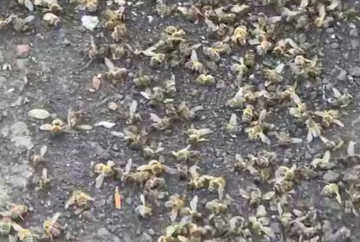 В Башкирии пчелы и люди массово отравились из-за фермерских химикатов. Фото: t.me/mash_batash
