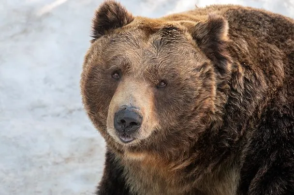 В Японии медведь залез в общественный туалет и напал там на пенсионера. Фото: соцсети