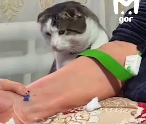 Кот из Дагестана, переживавший за спасаемую врачами хозяйку, стал звездой Сети. Фото: t.me/mash_gor