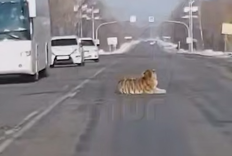 Под Хабаровском наглый тигр парализовал движение на трассе, разлегшись на дороге. Фото: t.me/amur_mash