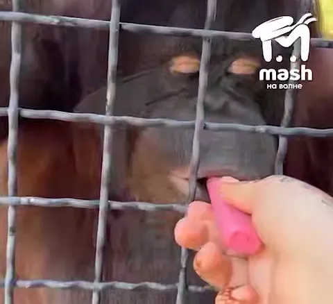 В Крыму орангутан Дана, которую накурили вейпом, пропала из зоопарка. Фото: t.me/mash_na_volne