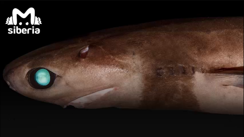 Фото: @mash_siberia