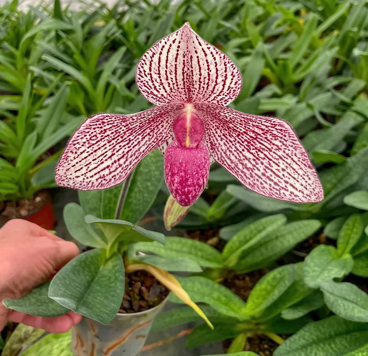 Фото: orchideenwlodarczyk.de