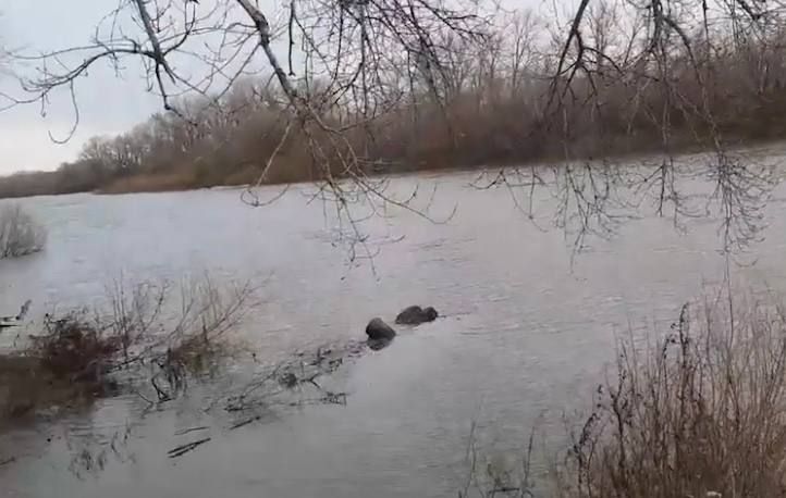 Из-за сброса из казахстанского водохранилища может затопить Курганскую область. Фото: t.me/url_mash